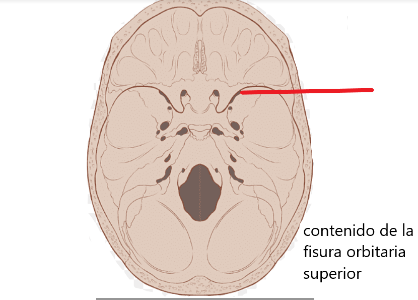 Accidentes anatomicos | Science - Quizizz