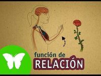 regulación genética - Grado 4 - Quizizz