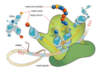 sintesis RNA dan protein - Kelas 3 - Kuis