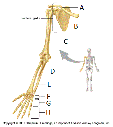 Pelvic Girdle Identification | Biology Quiz - Quizizz