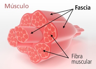 Sistema muscular | Physical Ed - Quizizz