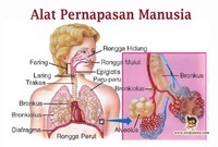 sistem peredaran darah dan pernapasan - Kelas 10 - Kuis