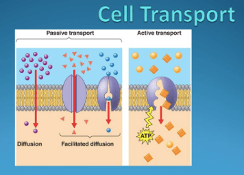 IGCSE Movement Of Substances In And Out Of Cells | 124 Plays | Quizizz