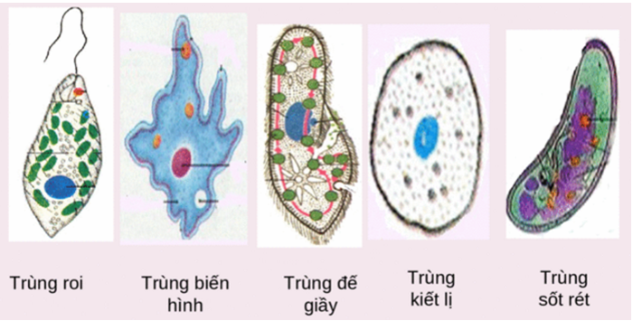 Các biện pháp biến đổi - Lớp 7 - Quizizz