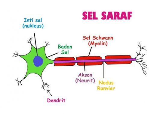 Quiz IPA Sistem Saraf Kelas 9 | Biology Quiz - Quizizz