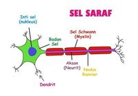 Quiz IPA Sistem Saraf Kelas 9