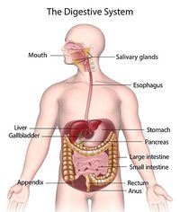 the reproductive system - Year 7 - Quizizz