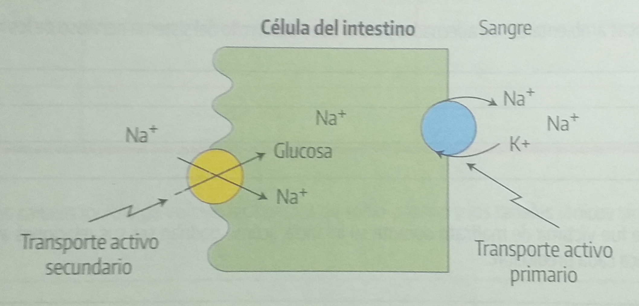 membranas y transporte - Grado 11 - Quizizz