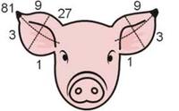 Swine ID- Ear Notching Quiz - Quizizz