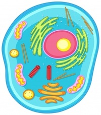 structure of a cell - Year 1 - Quizizz