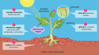 fotosynteza - Klasa 1 - Quiz