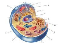 biologia vegetal - Série 7 - Questionário