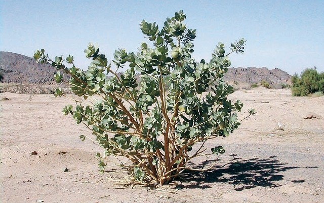 النباتات المعمرة بدولة الامارات العربية المتحدة Quiz Quizizz