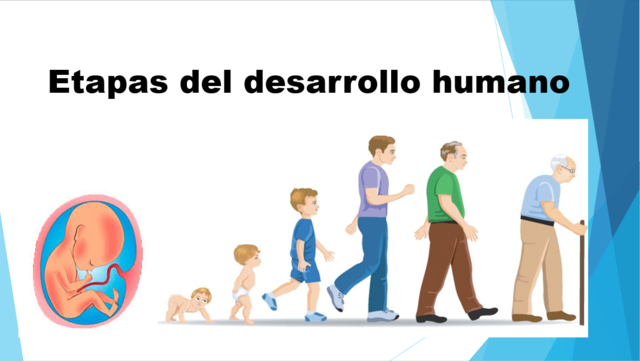 LAS ETAPAS DEL DESARROLLO HUMANO | Science - Quizizz