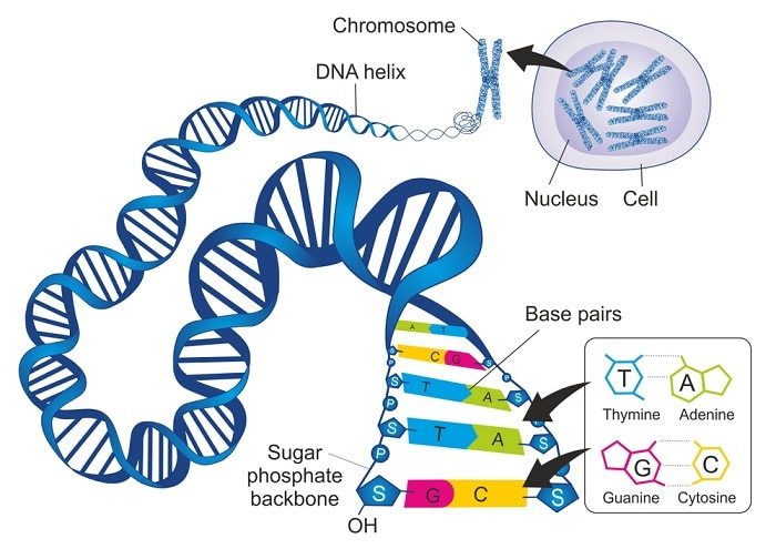 Materi Genetik 2 Biology Quiz Quizizz