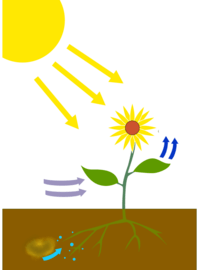 photosynthesis - Class 8 - Quizizz