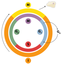 El ciclo celular y la mitosis. - Grado 10 - Quizizz