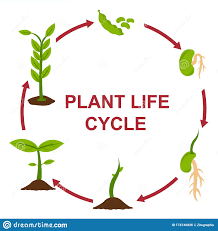 plant biology - Grade 2 - Quizizz