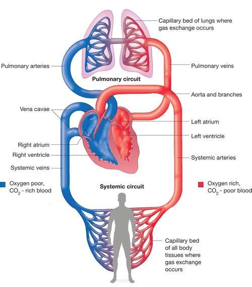 Circulatory system