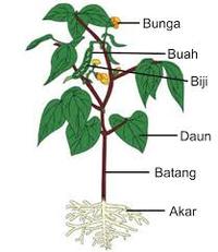 struktur dan jumlah kromosom - Kelas 8 - Kuis