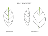 Lines of Symmetry - Class 5 - Quizizz