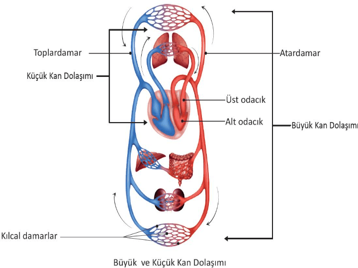 büyük kan dolaşımının amacı nedir