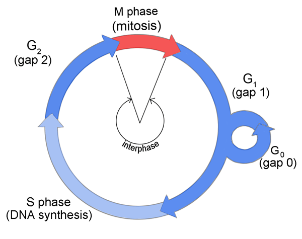 Featured image of post The Best 12 Put The Following Stages Of Mitosis In Order Quizizz