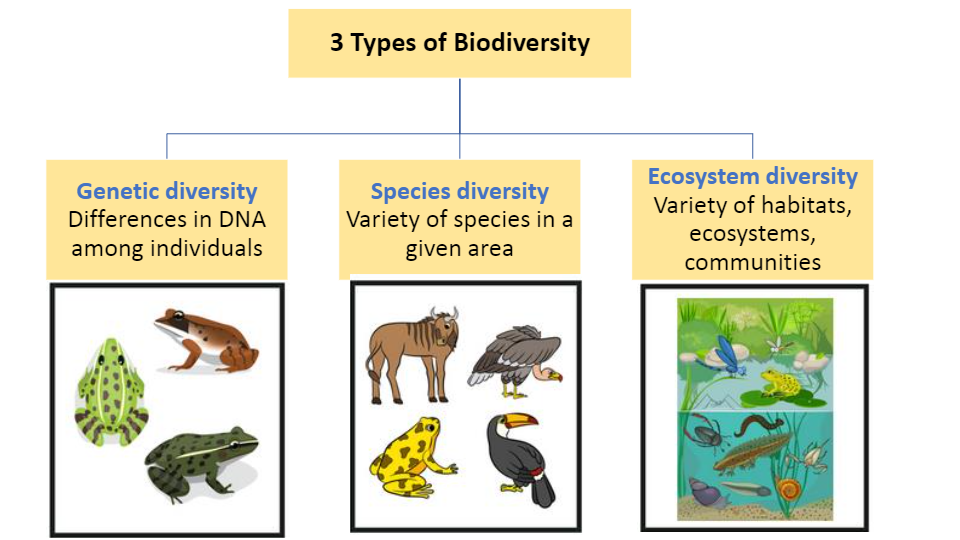 Biodiversity and conservation | Science - Quizizz