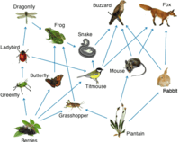 food chain - Grade 9 - Quizizz