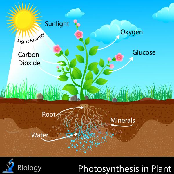 how-do-plants-make-food-questions-answers-for-quizzes-and