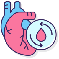 the circulatory and respiratory systems - Grade 4 - Quizizz