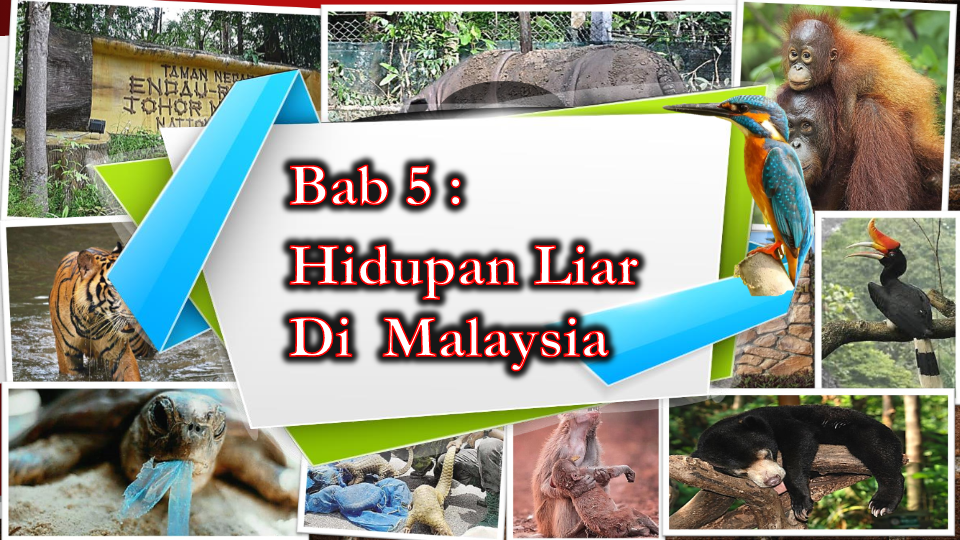 BAB 5: HIDUPAN LIAR DI MALAYSIA | Geography - Quizizz