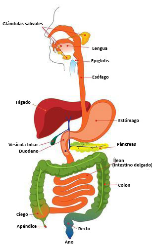 os sistemas digestivo e excretor - Série 12 - Questionário