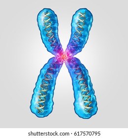 chromosome structure and numbers - Class 10 - Quizizz