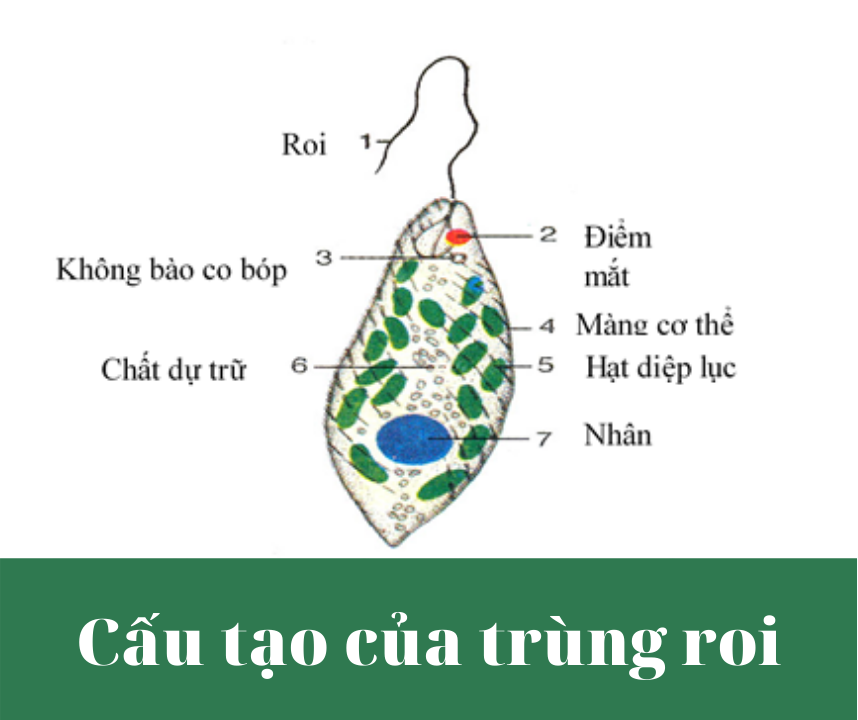 màng tế bào - Lớp 7 - Quizizz