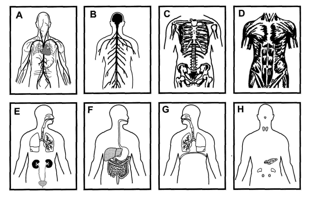 Human Body | Biology Quiz - Quizizz