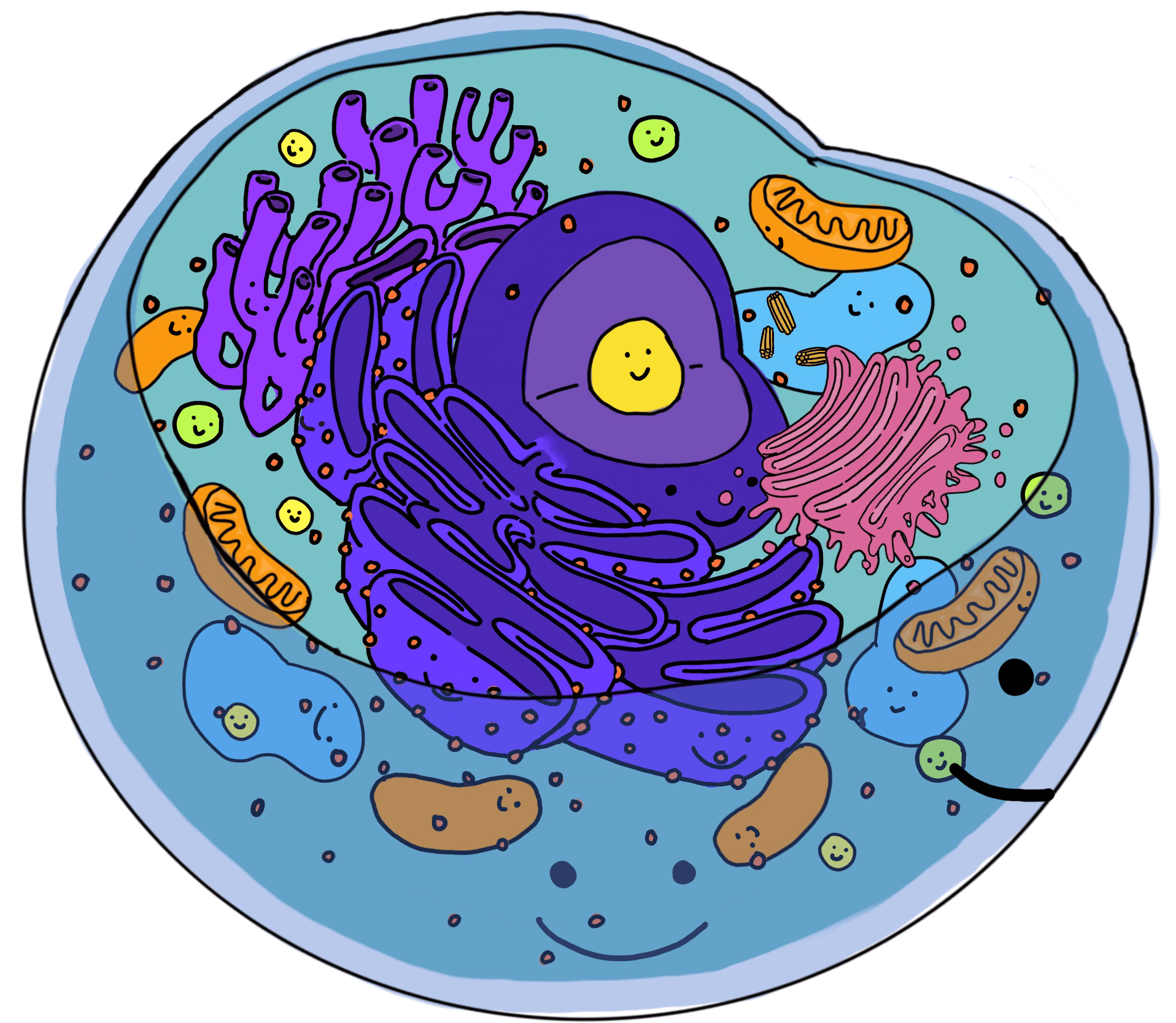 Anatomy Cards - Grade 9 - Quizizz