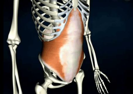 Anatomía paredes del abdomen | Science - Quizizz