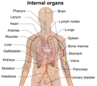 human biology - Class 4 - Quizizz