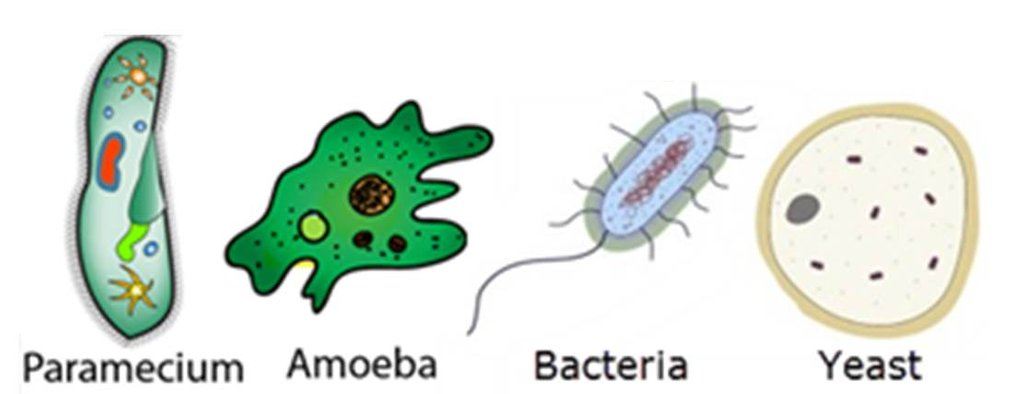 What Are 2 Unicellular Organisms