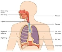 the circulatory and respiratory systems Flashcards - Quizizz