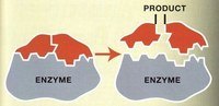 enzymes - Class 12 - Quizizz