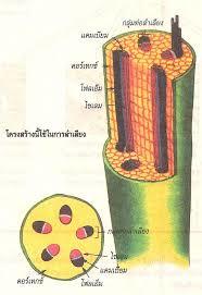 เนื้อเยื่อ - ระดับชั้น 7 - Quizizz