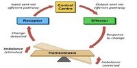 Homeostasis