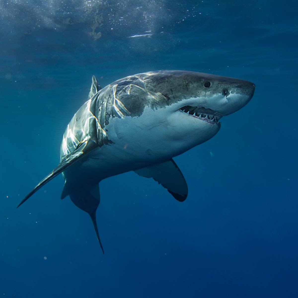 Great White Sharks | English Quiz - Quizizz