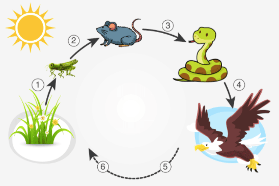 Food Webs/Chains & Kinetic/Potential Energy - Quizizz