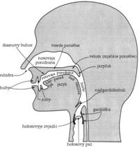 Mieszanie sylab - Klasa 11 - Quiz