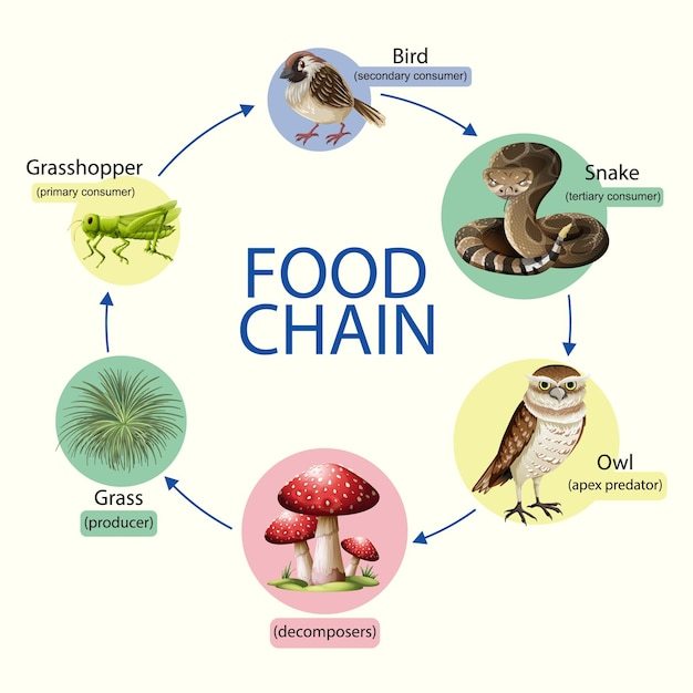 food chain - Grade 8 - Quizizz