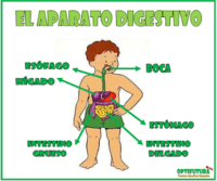 os sistemas digestivo e excretor - Série 2 - Questionário