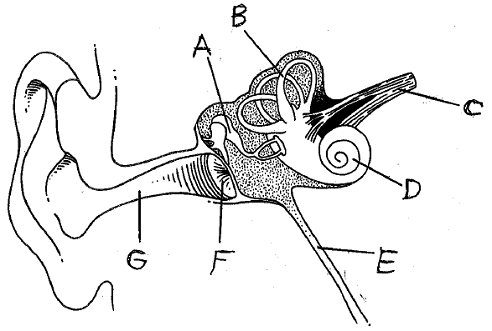 human ear diagram unlabelled